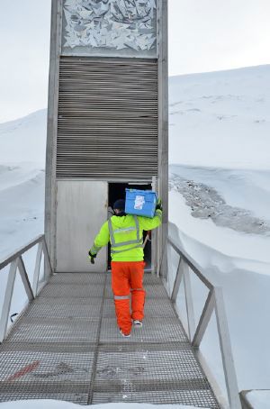 En ny forsending med frø fra matplanter blir deponert for langtidslagring i Svalbard Globale frøhvelv