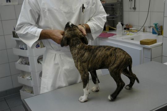 Hund hos veterinær