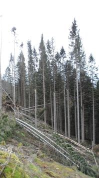 Stormfelt skog etter orkanen Dagmar 