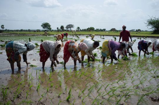 Farm workers planting rice, a crop that is severely affected by climate change.
