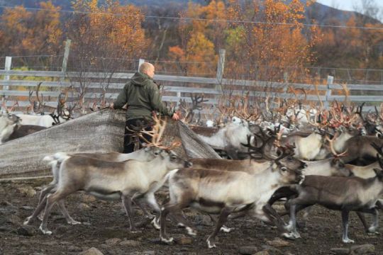 Landbruks- og matminister Trygve Slagsvold Vedum under merking og slakting av rein i Stabbursdalen i Lakselv, Finnmark