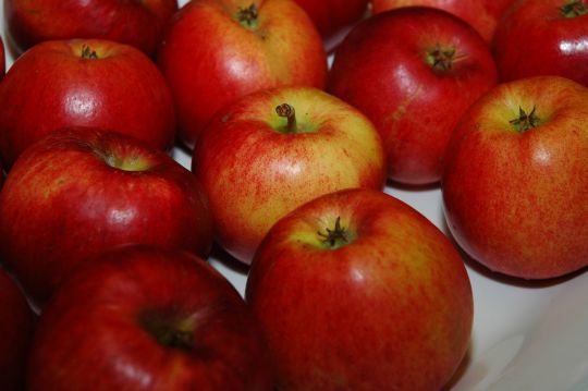 Den nye eplesorten Øydvin.