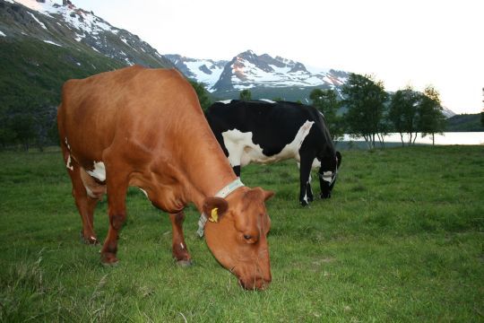Melkekyr