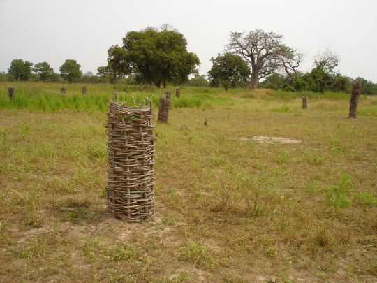 Skogplanting i 4H i Niamina, Gambia. Ungtrærne må beskyttes mot beitedyr ved hjelp av flettede kurver. 