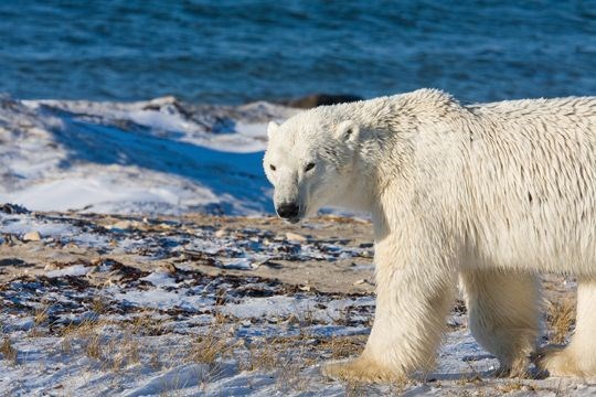 Isbjørn på Svalbard