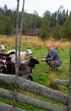 Landbruks- og matministeren inn på tunet med sauene på Mattisrud. 