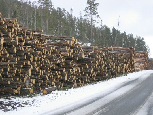Tømmer i Malvik
