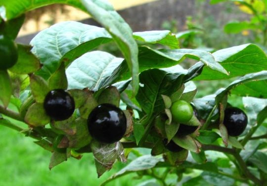 Belladonnaurtens (Atropa belladonna) giftige bær. Den har en lang historie som gift- og medisinplante, men eksakt bruk er ikke godt dokumentert. Mer vanlig som forvillet i Norge er galnebær (Scopolia carniolia) som er svært lik, giftig, men mangler de flotte bærene.