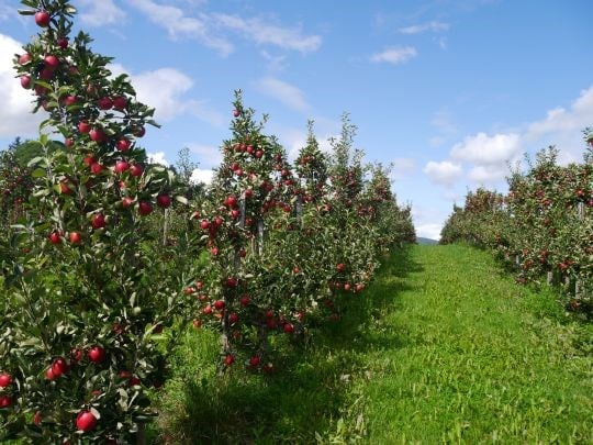 Avlingane frå økologiske eplefelt aukar i Hordaland, men også Telemark og Viken-området kan vise til auka økologisk fruktproduksjon. 
