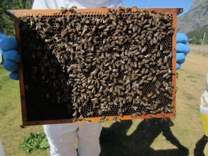 Det er viktig for ein birøktar å vurdere styrken på bifolket, det gjer ein ved å sjå kor mykje bier det er på rammene.