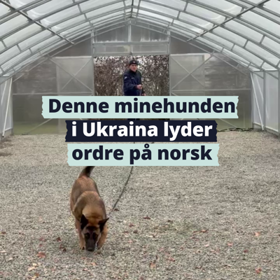 Minehund i Ukraina