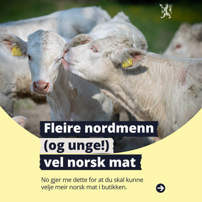 Bilde av en ku som nusser en annen ku