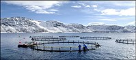 Illustrasjonsbilde: Merder i sjøen. Foto: Eskportutvalget for fisk (EFF)