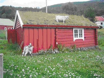 Fylkesnytt, Geiter og geitefjøs, Foto: FM Troms