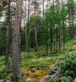 Skog. Foto: FMLA i Hedmark