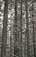 Skog. Foto: FMLA i Hedmark