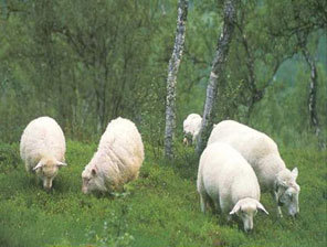 Fylkesnytt, Sauer på beite, Foto: FM Oppland
