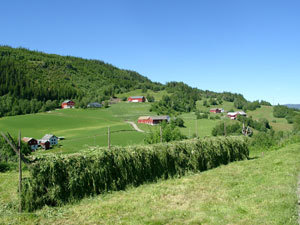 Fylkesnytt, Vikvarvet i Selbu, Foto: FM Sør-Trøndelag
