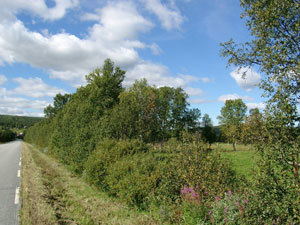 Fylkesnytt, Gjengrodd vegkant, Foto: FM Sør-Trøndelag