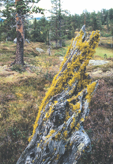 Stubbe i Trillemarka. Foto Bård Bredesen