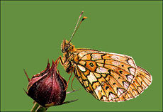 Perlemorsommerfugl på myrhatt, knipset i Stabbursdalen. Foto: Torbjørn Moen