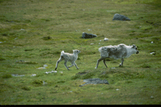 Svalbardrein. Foto: NP