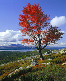 Fra Femundsmarka i Hedmark