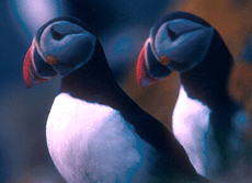 The puffin is a typical species colonizing cliffs and rock faces in Nordland. Photo: Gunnar Rofstad.