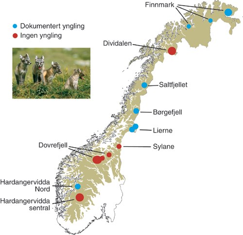 Yngling av fjellrev i Norge