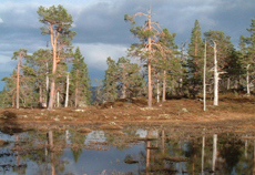 Gammel furuskog. Foto: Dag Kjærnet