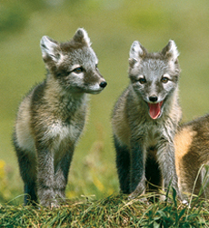 Fjellreven står i fare for å bli utryddet.