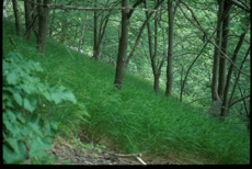 Almeskog fra Hyskjet Naturreservat, Stranda.Foto: Jarle Inge Holten