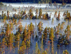 Øvre Pasvik Nasjonalpark. Foto: Steinar Wikan