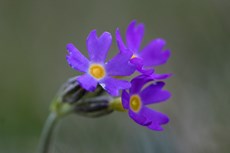 Fjellnøkleblom (Primula scandinavica). © Baard Næss / NN / Samfoto