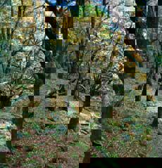 Styva eik, Frafjordheiane