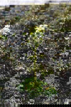 Bergjunker, Junkerdal nasjonalpark