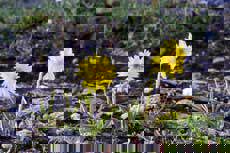 Fjellsolblom - Junkerdal nasjonalpark