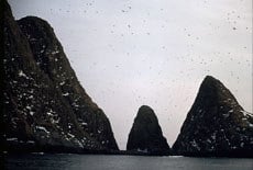 Sør-Fugløya naturreservat er et meget viktig hekkeområde for tusenvis av lundefugl og mange andre sjøfuglarter. Foto: Bjørn Fossli Johansen, Fylkesmannen i Troms.