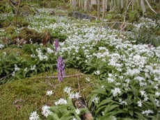 Rik askeskog med ramsløk og vårmarihand i Nord-Talgje Naturreservat. Foto: Fylkesmannen i Rogaland.