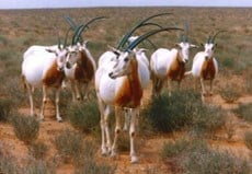 Scimitar-horned Oryx (Oryx dammah) var en gang ett av de mest vanlige blant de store pattedyrene i Nord-Afrika. Jakt kombinert med tap av leveområder har utryddet dette flotte dyret fra naturen. De finnes nå bare i dyrehager.Foto © Antonio di Croce/IUCN