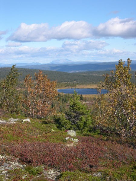 Søkkunddalen, nord i Hemmeldalen naturreservat. Tjernet ligger nordøst for Graslifjellet. Foto: Ragnar Ødegaard v/Fylkesmannen i Hedmark