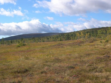 Østsiden av Storbekkfjellet i Søkkunddalen. Foto: Ragnar Ødegaard v/Fylkesmannen i Hedmark