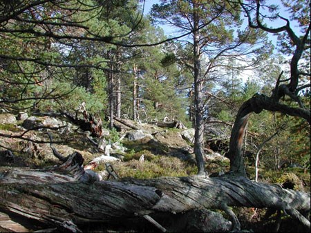 En del av den svært gamle og verneverdige skogen i nasjonalparken. Foto: Arve Elvebakk.