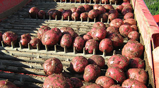 Rekordtidleg potetopptak. Foto: Reddal fellespakkeri.