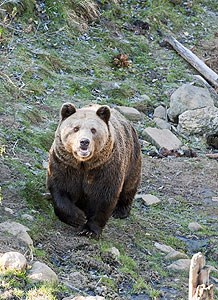 Bjørn i bjørneparken i Flå