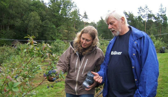 Økologiske blåbær. Foto: Torbjørn Ruud