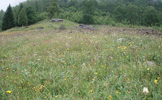 Fylkesnytt: Blomstereng