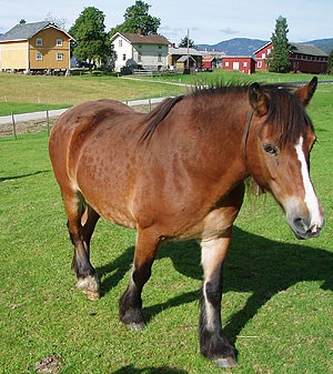 Hest. Foto: Pål Morten Skollerud