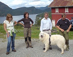 Pyreneerhunden Essyl, Haugan gård Noresund i Krødsherad. Foto: Astrid Aass