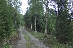 Skogsbilvei i Buskerud. Foto: Lars Kihle
